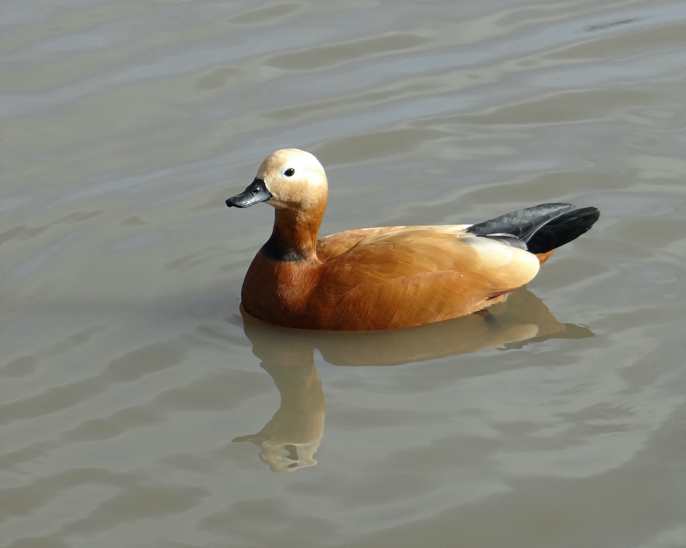 ruddy shelduck